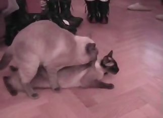 Cats fucking and being catty on the floor