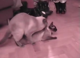 Cats fucking and being catty on the floor