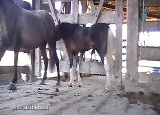 Gorgeous angel fucked by her dog