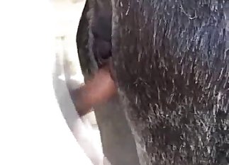 Guy furiously fucking a mare's moist hole