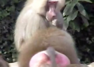 Animal porn monkey