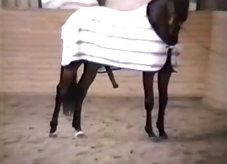This horse decided to dress up for a vid