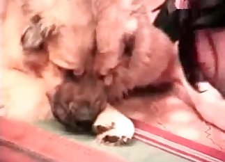 Hairy pussy bestiality fucking