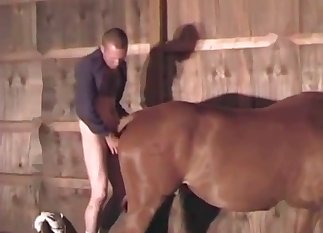 Farm horse bangs in the barn