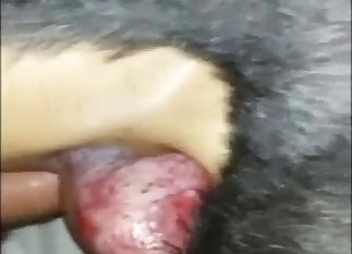 Cute doggy has a very nice red boner